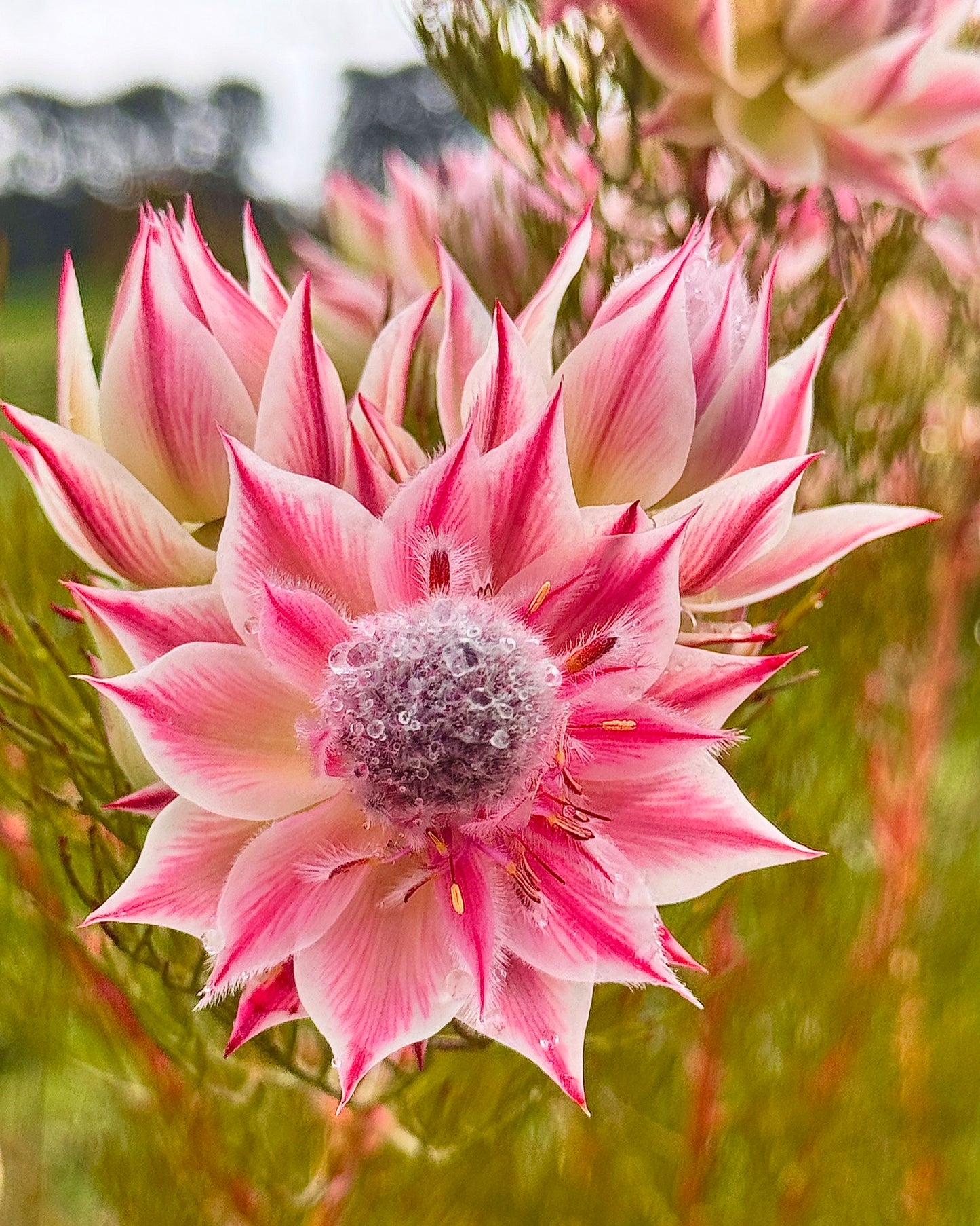 Regenerate with Wildhand - Spring Flower Workshop