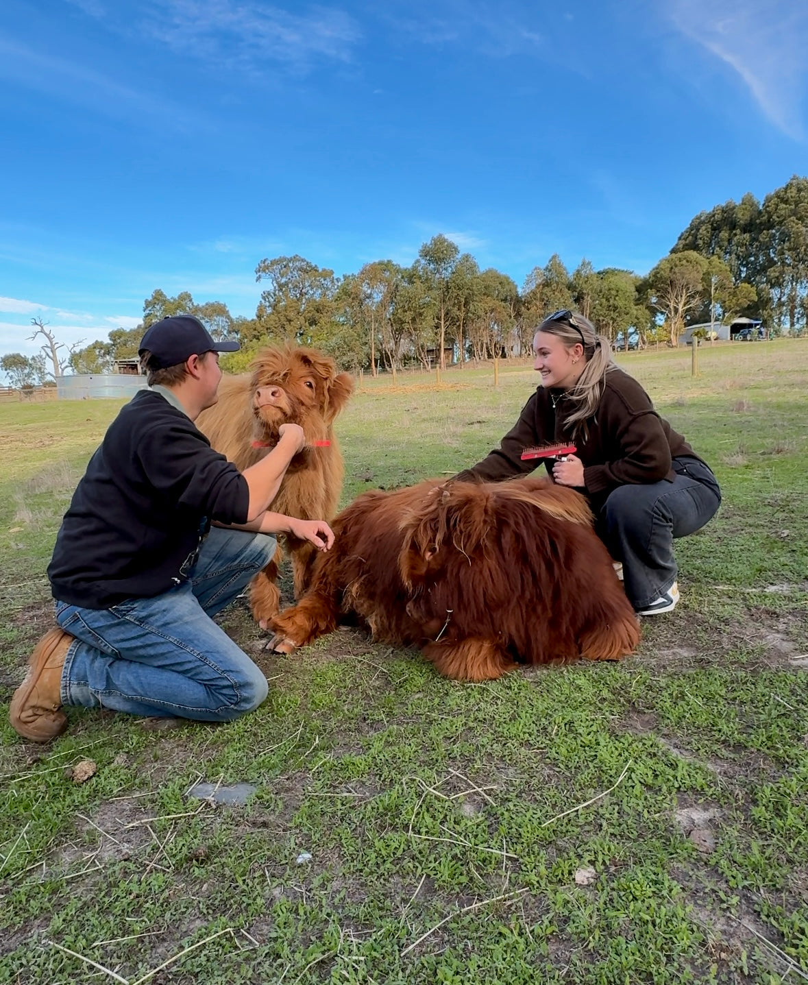 Highland Cow Experience