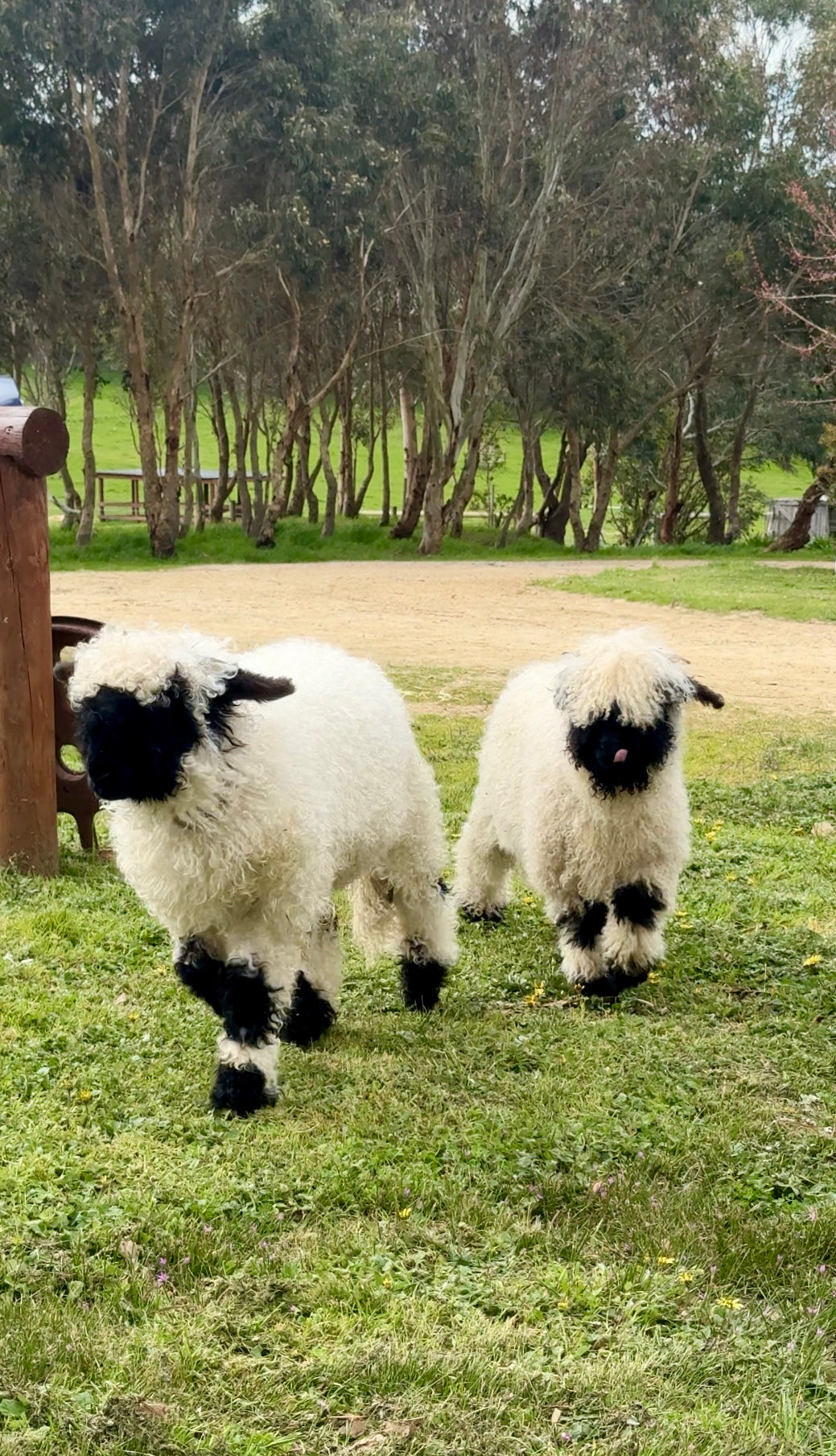 Valais Blacknose Sheep Experience