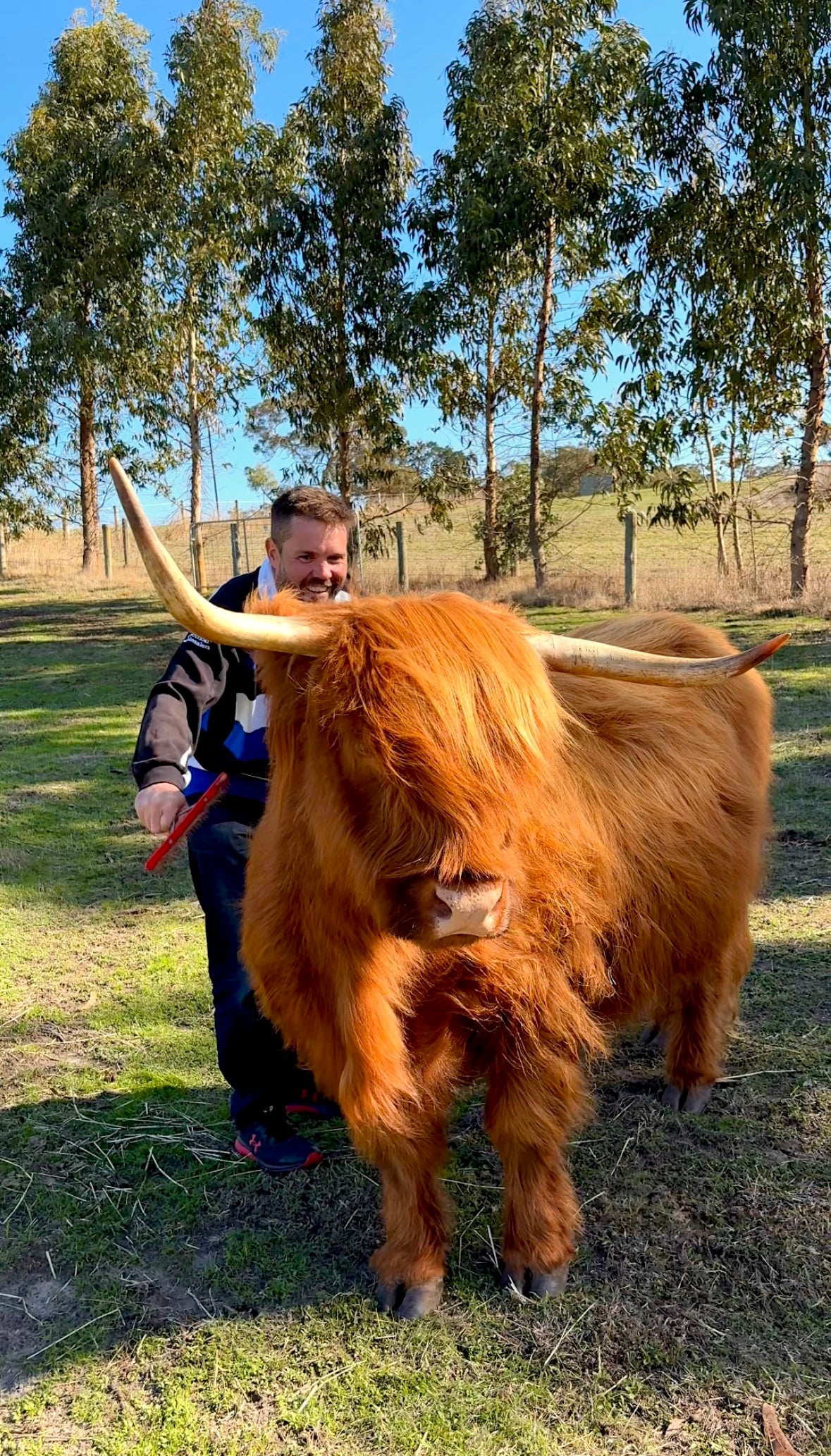 Highland Cow Experience
