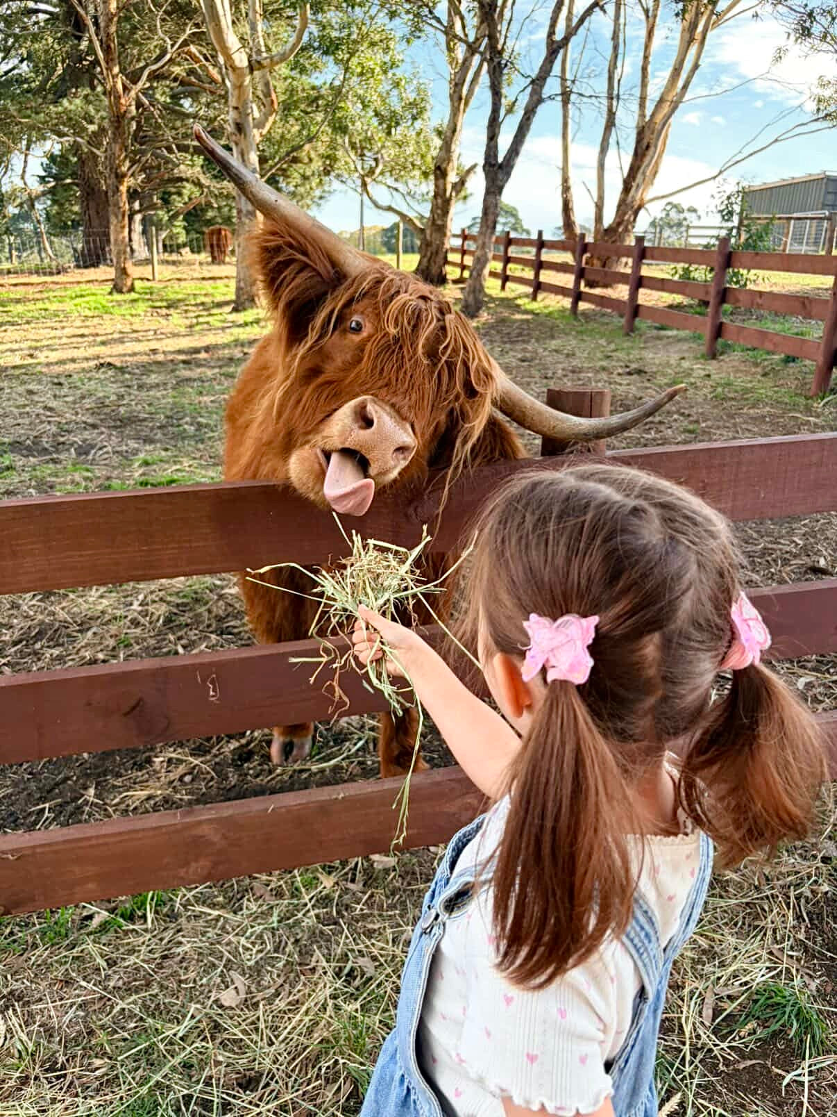 Woolly Wanderers - Kids Farm Workshop