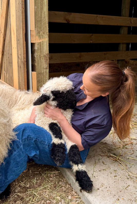 Valais Blacknose Sheep Experience