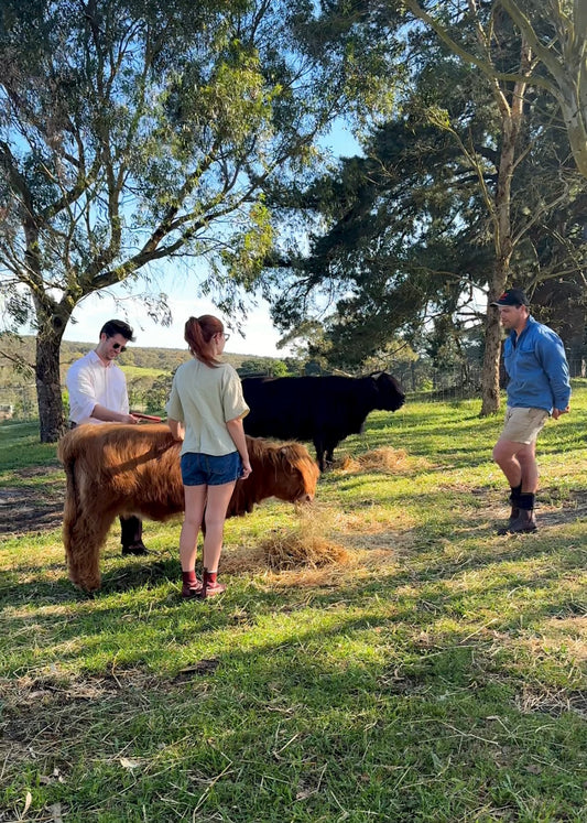 Highland Cow Experience - Private Farm Tour