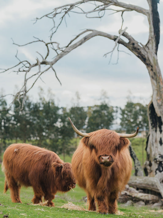 Highland Cow Experience