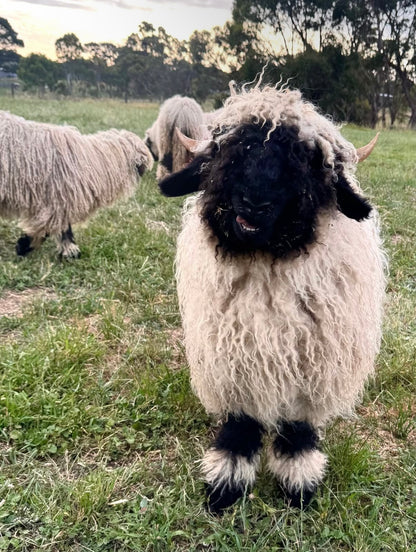 Winter Full Farm Experience