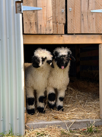 Woolly Wanderers - Kids Farm Workshop