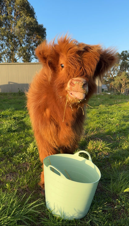 Highland Cow Experience - Private Farm Tour