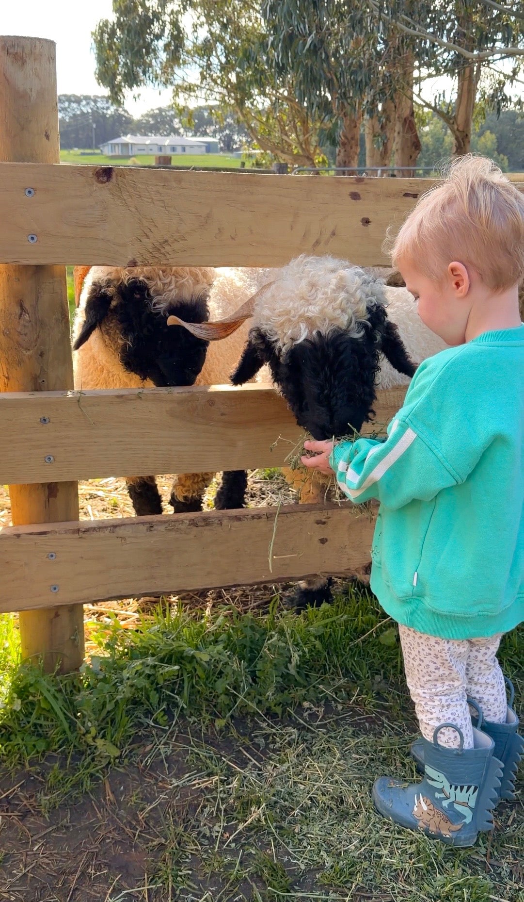 Woolly Wanderers - Kids Farm Workshop