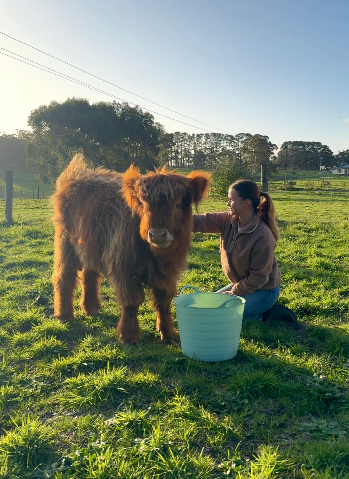 Highland Cow Experience - Private Farm Tour