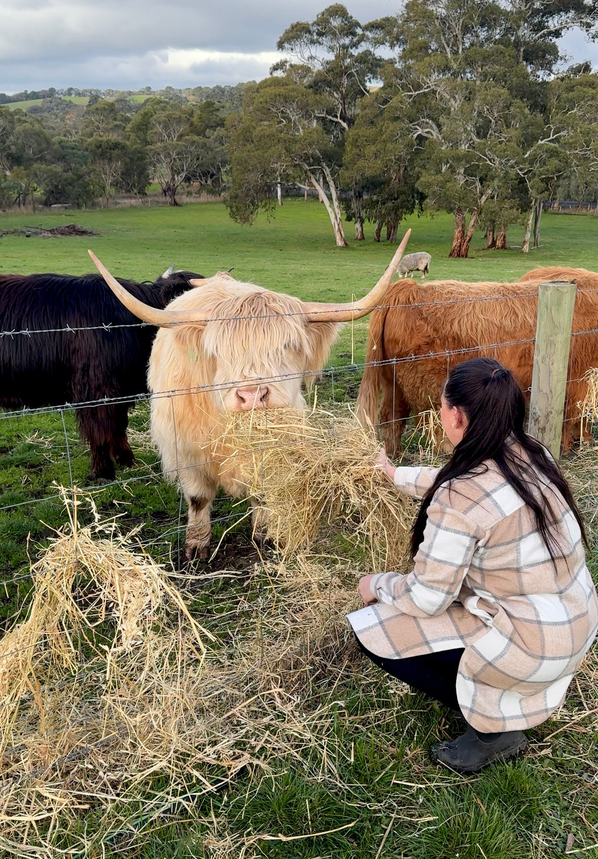 Highland Cow Experience - Private Farm Tour