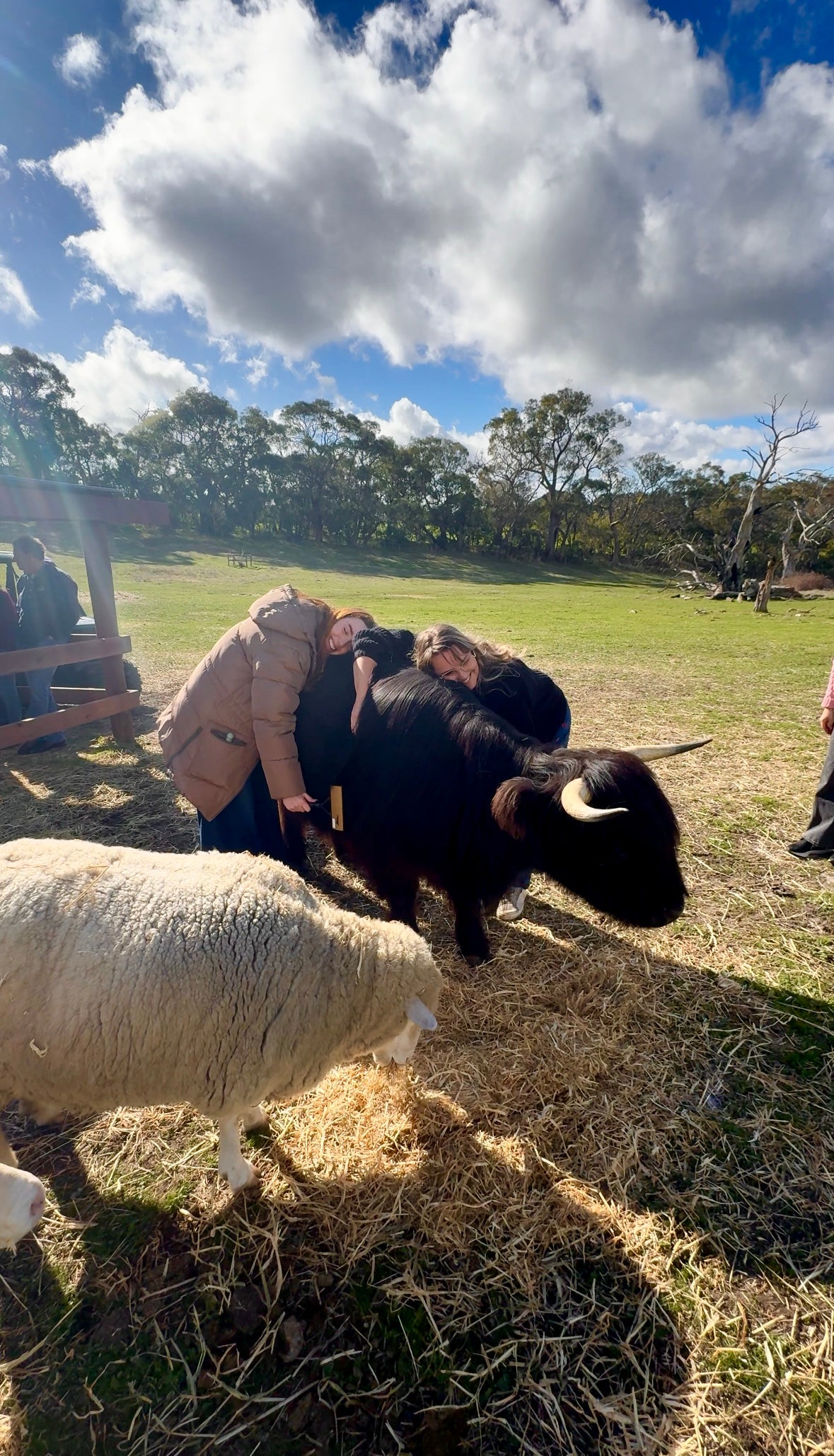 Highland Cow Experience